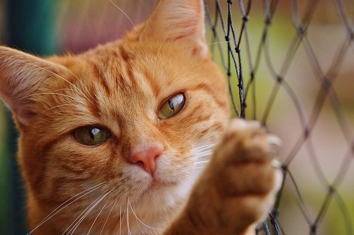 Adopta un gato y prolonga tu vida: Los beneficios son maravillosos